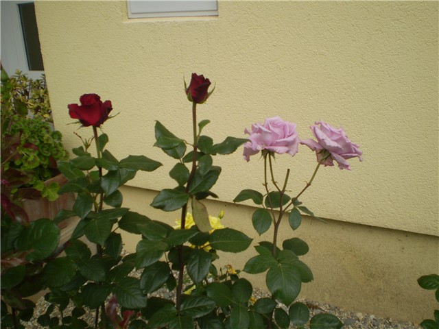 nova ruža